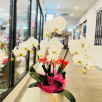 Phalaenopsis Orchids
